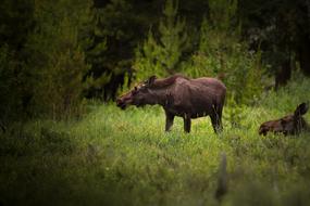 fabulous Animals Bull