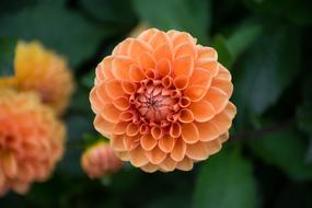 Bloom Blossom Close-Up