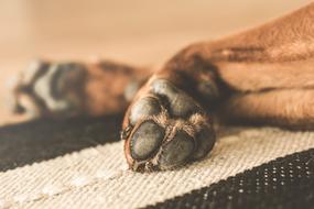 photo of the paws of a domestic bulldog