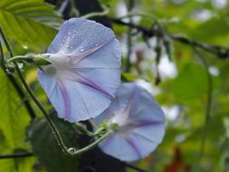 Light Blue Flower Wet