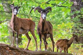 fabulous Goat Horns