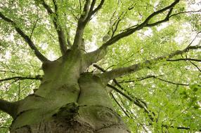 Tree Green Leaves