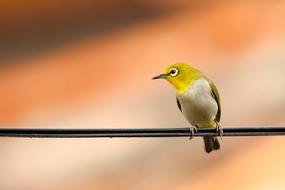 yellow-headed bird is sitting on a wire