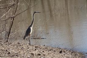 Crane on the Shore of a Wild Lake in Texas