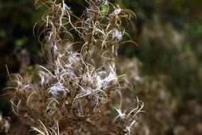 Autumn Plant Seeds