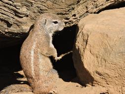 Beautiful, colorful and cute animal among the stones in the Prague Zoo