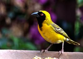 yellow finch sitting on the fence in the garden