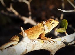 chameleon is walking on a tree branch, thailand