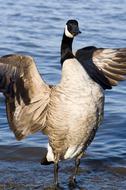 impressively beautiful Bird Goose