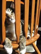 Cat on chair lazy