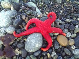 Sea Star Red Rocks