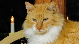 red furry Cat with Beautiful Eyes