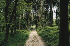 Forest Nature Path