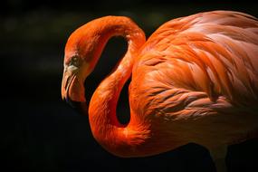 orange flamingo on black background