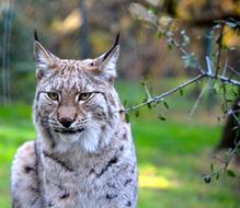 Lynx Animal