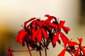 Plant Nature Flower
