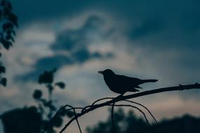 silhouette of song Bird perched branch at dusk