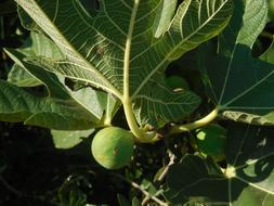 green figs on a bush