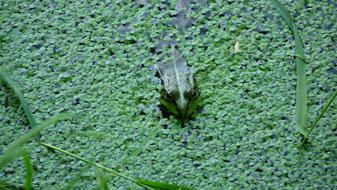 frog in green vegetation in a pond