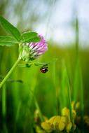 goodly Ladybug Grass