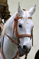 white horse in the paddock