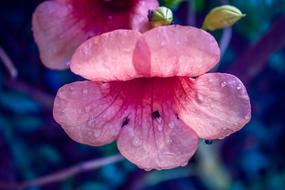 Pink Blue Flower macro