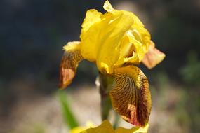 Iris Yellow Flower