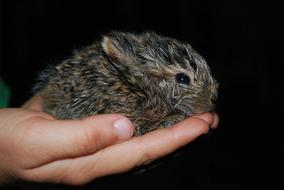 miniature rabbit in hand close up