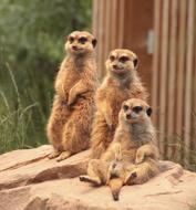 Beautiful, colorful and cute family of meerkats on the stone