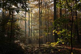 Forest Trees Beeches Autumn