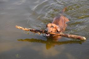 a dog swims in a lake with a big stick in its mouth
