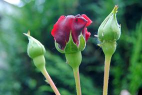 Rose Flower buds closeup view