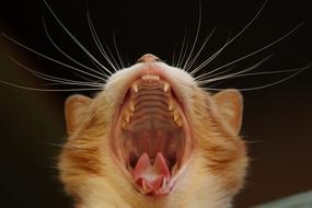 fabulous Cat Yawn