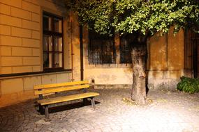 bench under the beautiful green tree near the building