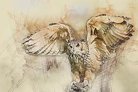 Owl Wildlife Bird drawing