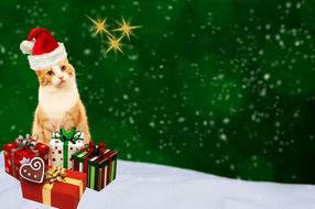 christmas card, red cat and gifts boxes on snow