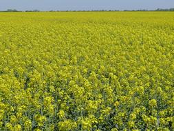 Oil-Seed Rape Colza Flowers