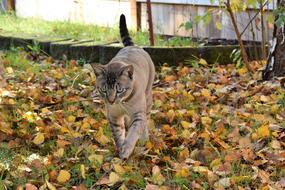 grey Cat walking on Fall Leaves