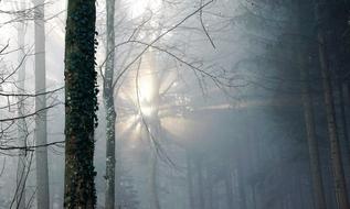 Forest Fog Sun