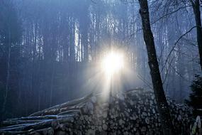 Sunlight at Foggy Forest