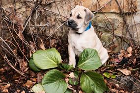 Beautiful and cute Ca-de-bou puppy with a blue collar among the leaves