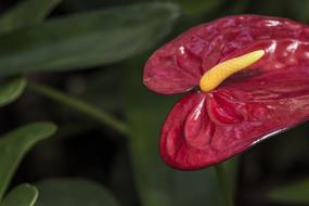 Flower Red Highlight