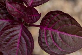 purple leaves macro view