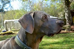 weimaraner Dog outdoor, face close up