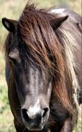 irresistible brown Horse Stallion