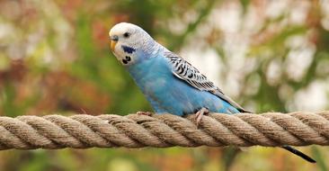 a blue wavy parrot sits on a twisted rope