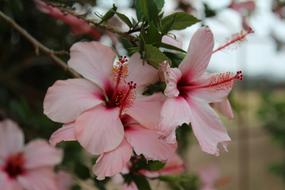 Flower Africa Hibiscus