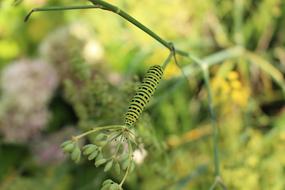 Caterpillar Insects