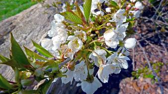 Plant Flowers Spring