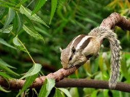 striped rodent on a tree close up